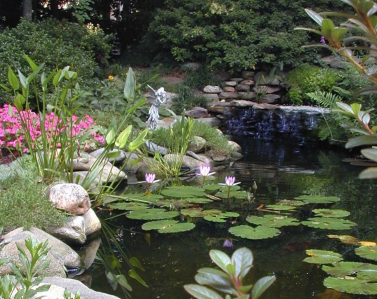 Water garden eco system